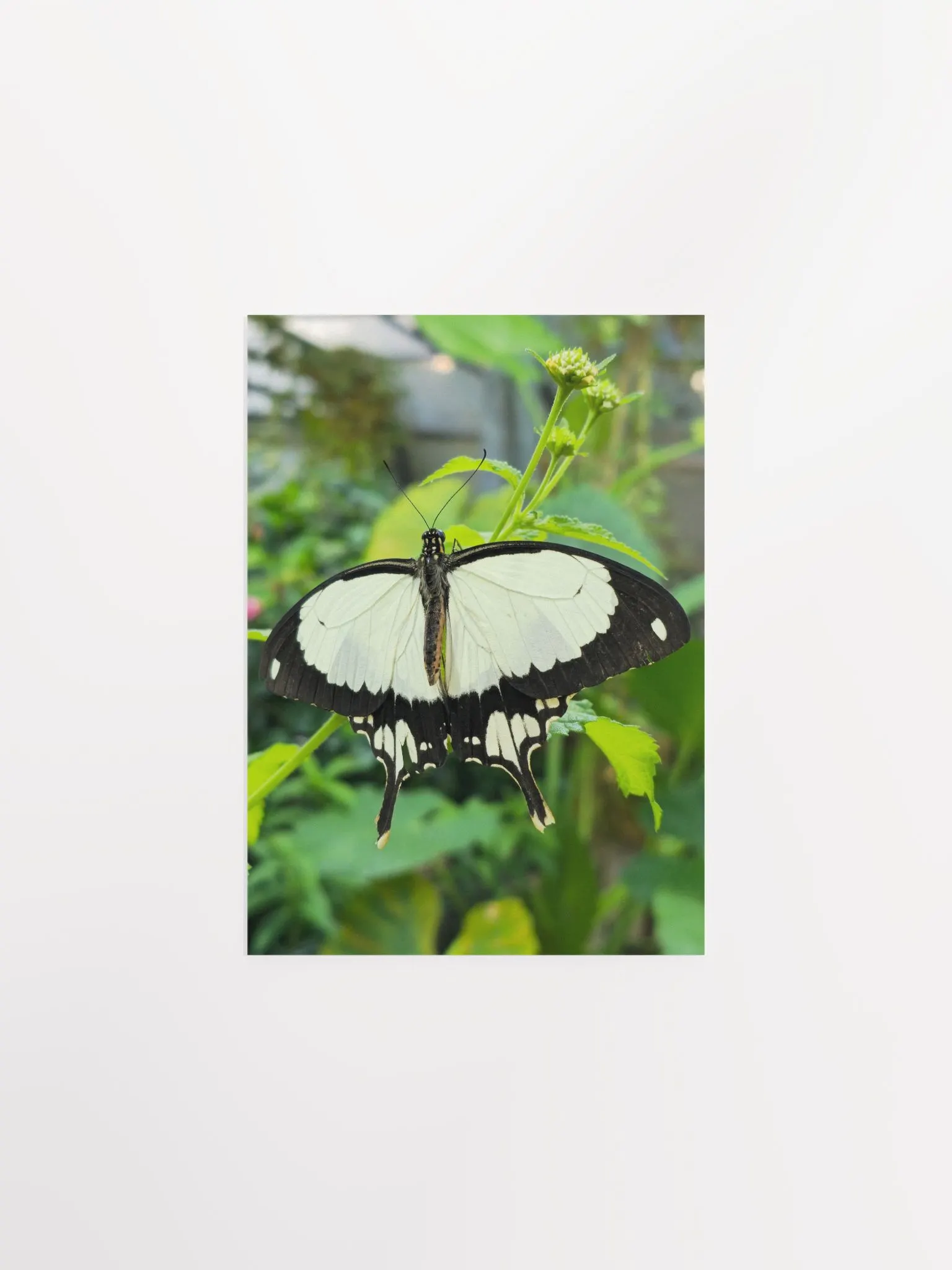 版画 SWALLOWTAIL BUTTERFLY 版画 SWALLOWTAIL BUTTERFLY IMG_2385.jpg?v=1718496082