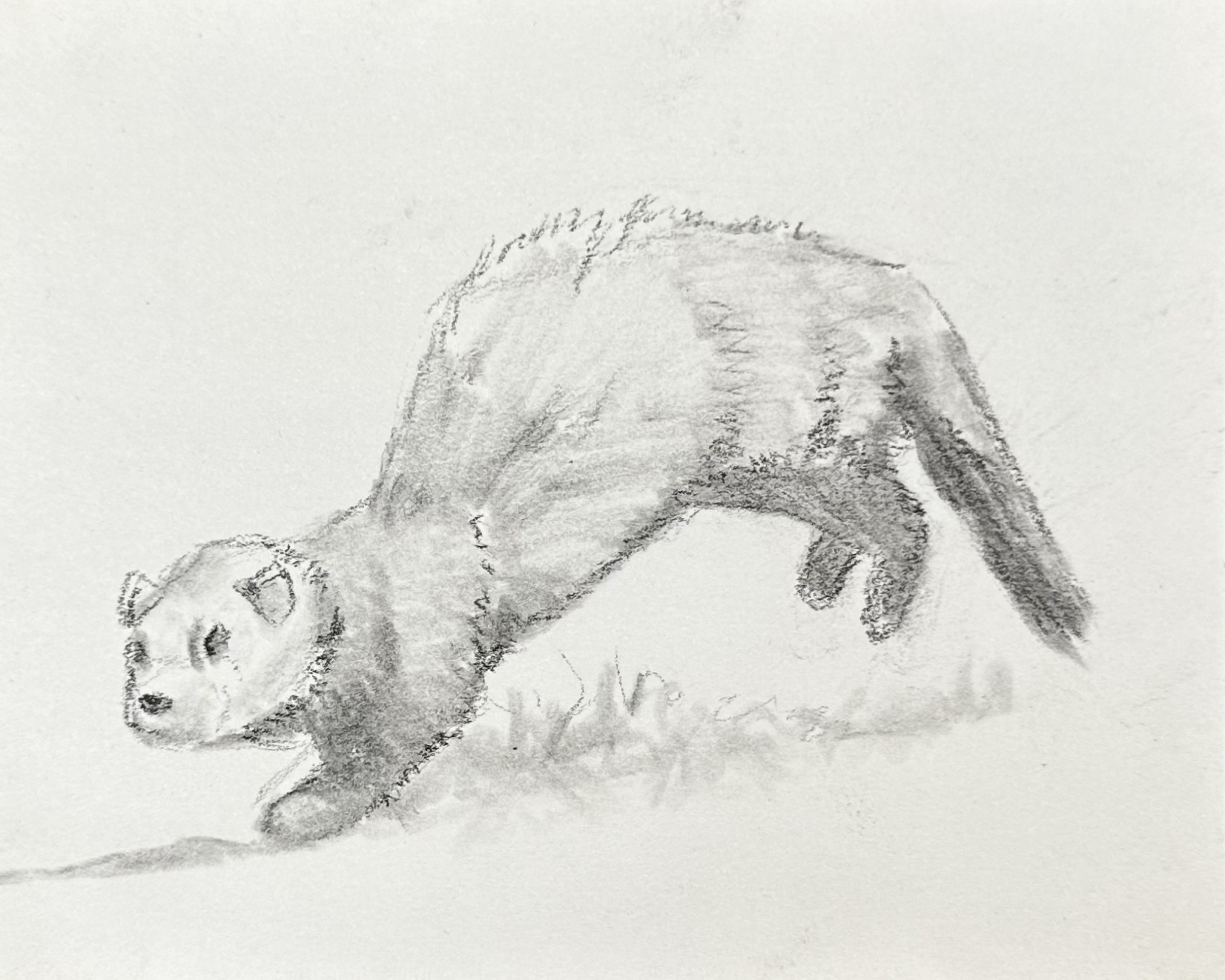 Ferret Hop Aaron Schmitz