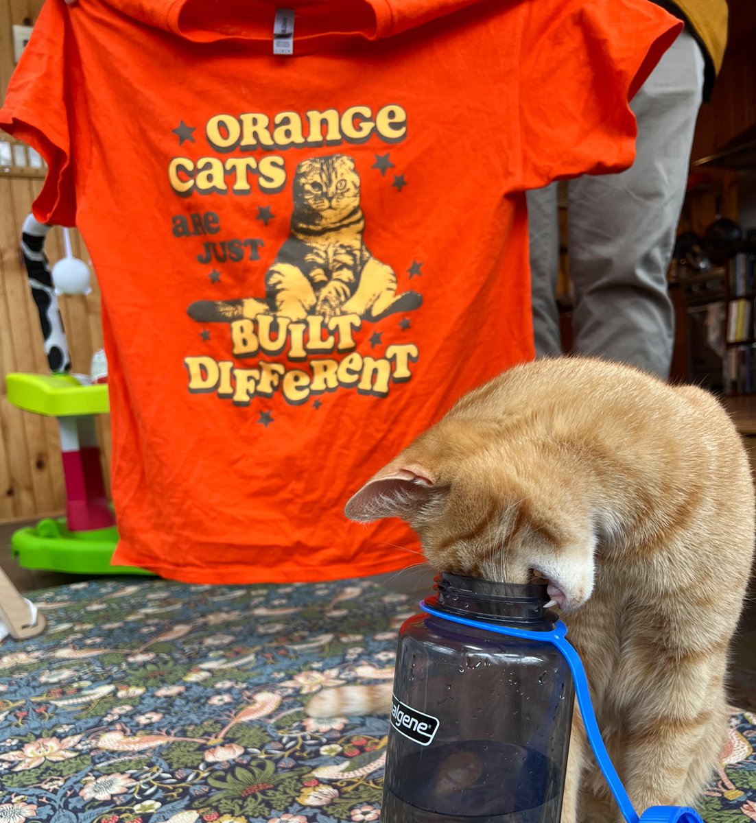 Orange hotsell cat shirt