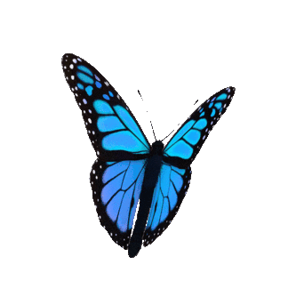 https://cdn.fourthwall.com/sr-creators/resources/1d06a8d9-700a-49dd-882b-ae9dea999391/8ecbdb1f74ba6119f7e575a77da42e2a_4d15bcbbd39b.gif